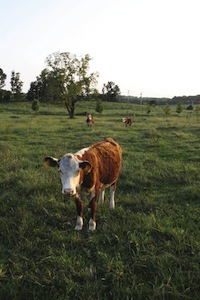 Polled Herefords are a naturally hornless breed of cattle developed by a breeder in Iowa. The breed came into being in 1901 with 11 registrations.