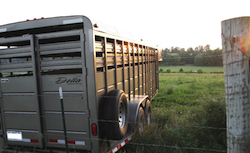 For rural lifestylers who raise cattle and other animals, a stock trailer is an essential purchase. Seboldt Farms uses this 24-foot trailer to haul cattle between pastures as well to market.