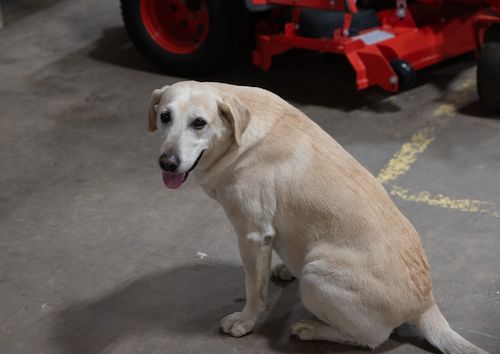 Broadhead-Equipments-Dog