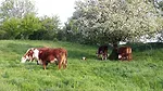 Cattle