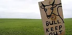 Bull Keep Out