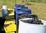 grapes