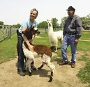 llama