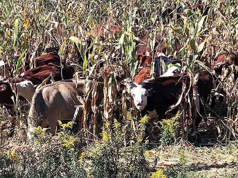 cow on corn